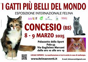 I gatti piu' belli del mondo - esposizione internazionale felina